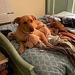 Dog, Dog breed, Comfort, Carnivore, Working Animal, Companion dog, Fawn, Dog Supply, Pet Supply, Snout, Linens, Canidae, Room, Bedding, Toy, Window Blind, Wood, Animal Shelter