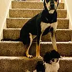 Dog, White, Light, Dog breed, Carnivore, Companion dog, Fawn, Working Animal, Stairs, Snout, Tints And Shades, Tail, Pet Supply, Canidae, Shadow, Furry friends