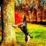 Plant, Dog, Carnivore, Branch, Dog breed, Tree, People In Nature, Beak, Trunk, Fawn, Wood, Grass, Deciduous, Tints And Shades, Twig, Natural Landscape, Tail, Forest, Grassland