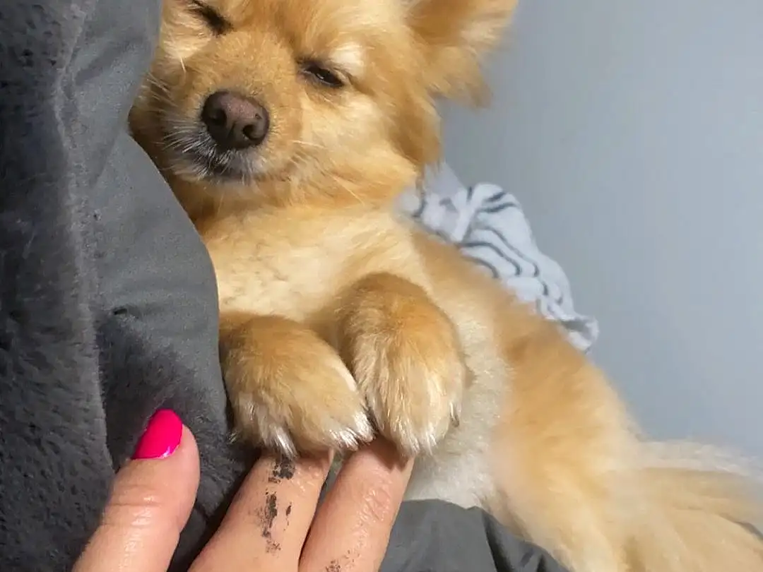 Dog, Dog breed, Dog Supply, Carnivore, Spitz, Ear, Gesture, Finger, Companion dog, Fawn, Toy Dog, Nail, Snout, German Spitz Mittel, German Spitz, Body Jewelry, Thumb, Canidae, Jewellery