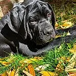 Plant, Dog, Eyes, Leaf, Carnivore, Dog breed, Working Animal, Grass, Liver, Fawn, Companion dog, Groundcover, Terrestrial Animal, Wrinkle, Snout, Tree, Gun Dog, Garden, Furry friends