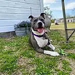 Dog, Plant, Sky, Dog breed, Cloud, Carnivore, Collar, Grass, Companion dog, Fawn, Dog Collar, Leash, Pet Supply, Snout, Bulldog, Bull And Terrier, Canidae, Working Animal, Tail
