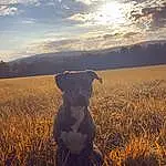 Sky, Cloud, Dog, Dog breed, People In Nature, Carnivore, Natural Landscape, Grass, Fawn, Grassland, Plain, Landscape, Agriculture, Meadow, Companion dog, Working Animal, Prairie, Sunset, Snout