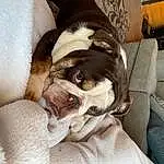Dog, Comfort, Dog breed, Couch, Carnivore, Fawn, Companion dog, Working Animal, Whiskers, Linens, Furry friends, Toy Dog, Canidae, Bulldog, Nap, Guard Dog, Bag, Non-sporting Group, Sleep