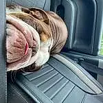 Car, Vehicle, Dog, Vroom Vroom, Carnivore, Vehicle Door, Automotive Exterior, Automotive Mirror, Comfort, Car Seat Cover, Fawn, Car Seat, Steering Part, Liver, Window, Door, Tints And Shades, Companion dog, Personal Luxury Car, Wrinkle