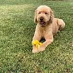 Dog, Carnivore, Grass, Dog breed, Companion dog, Lawn, Poodle, Toy Dog, Plant, Toy, Working Animal, Happy, Terrier, Canidae, Sitting, Dog Collar, Poodle Crossbreed, Puppy, Non-sporting Group