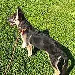 Dog, Dog breed, Carnivore, Grass, Collar, Companion dog, Dog Supply, Dog Collar, Snout, Tail, Groundcover, Leash, Canidae, Pet Supply, Plant, East-european Shepherd, Recreation, Working Dog, Herding Dog