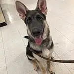 Dog, Carnivore, Dog breed, Jaw, Fawn, Companion dog, German Shepherd Dog, Snout, Canidae, Herding Dog, Furry friends, Paw, Collar, Whiskers, Working Animal, East-european Shepherd, Working Dog, Dog Supply, Vehicle