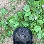 Plant, Green, Leaf, Carnivore, Grass, Terrestrial Animal, Groundcover, Dog breed, Snout, Furry friends, Terrestrial Plant, Soil, Canidae, Shrub