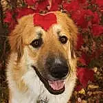Dog, Plant, Eyes, Carnivore, Dog breed, Tree, Fawn, Companion dog, Whiskers, Grass, Snout, Flower, Furry friends, Retriever, Working Dog, Canidae, Petal, Fang, Labrador Retriever