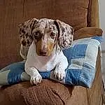 Dog, Dog breed, Couch, Carnivore, Comfort, Companion dog, Fawn, Snout, Chair, Working Animal, Pet Supply, Bored, Liver, Sitting, Canidae, Whiskers, Rectangle, Linens, Furry friends