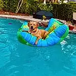 Water, Plant, Swimming Pool, Dog, Azure, Boats And Boating--equipment And Supplies, Carnivore, Outdoor Recreation, Leisure, Aqua, Bathing, Summer, Personal Protective Equipment, Fun, Recreation, Inflatable, Outdoor Furniture, Tree, Vacation, Resort Town