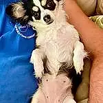 Watch, Dog, White, Dog Supply, Carnivore, Dog breed, Fawn, Companion dog, Toy Dog, Clock, Working Animal, Furry friends, Papillon, Whiskers, Eyewear, Chihuahua, Paw, Wrist, Dog Clothes