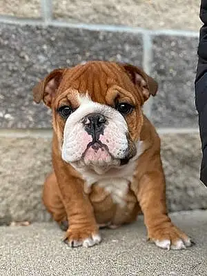 Bulldog Dog Frankie
