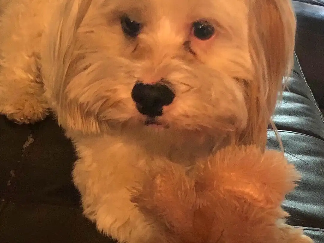 Head, Dog, Dog breed, Carnivore, Companion dog, Toy Dog, Snout, Computer Keyboard, Furry friends, Working Animal, Canidae, Small Terrier, Water Dog, Terrier, Maltepoo, Firefighter, Yorkipoo, Shih-poo, Labradoodle