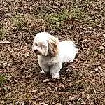 Dog, Carnivore, Dog breed, Fawn, Companion dog, Grass, Toy Dog, Tail, Snout, Terrier, Furry friends, Terrestrial Animal, Shih Tzu, Working Animal, Canidae, Liver, Soil, Maltepoo, Small Terrier
