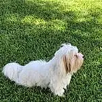 Dog, Dog breed, Carnivore, Plant, Grass, Companion dog, Toy Dog, Grassland, Terrier, Tail, Small Terrier, Working Animal, Canidae, Groundcover, Water Dog, Pasture, Furry friends, Cockapoo, Shrub