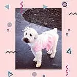 Dog, White, Dog breed, Carnivore, Font, Pink, Companion dog, Fawn, Dog Supply, Rectangle, Toy Dog, Snout, Collar, Design, Canidae, Pattern, Dog Clothes, Terrier, Magenta