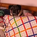 Dog, Pug, Carnivore, Comfort, Dog breed, Dog Supply, Fawn, Working Animal, Companion dog, Snout, Pattern, Plaid, Toy, Wrinkle, Toy Dog, Liver, Linens, Pet Supply, Canidae