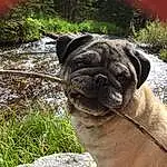 Dog, Water, Dog breed, Carnivore, Plant, Working Animal, Pug, Grass, Companion dog, Fawn, Collar, Wrinkle, Snout, Terrestrial Animal, Dog Collar, Whiskers, Canidae, Stream, Natural Landscape