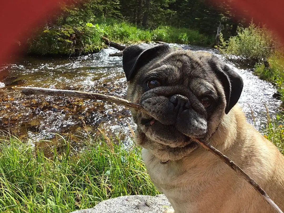 Dog, Water, Dog breed, Carnivore, Plant, Working Animal, Pug, Grass, Companion dog, Fawn, Collar, Wrinkle, Snout, Terrestrial Animal, Dog Collar, Whiskers, Canidae, Stream, Natural Landscape