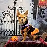 Dog, Dog Supply, Dog Clothes, Carnivore, Purple, Fawn, Dog breed, Fence, Companion dog, Plant, Tree, Toy Dog, Witch Hat, Event, Chihuahua, Furry friends, Fictional Character, Lamp, Tail, Leash