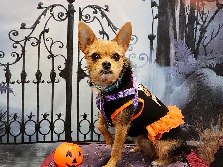 Dog, Dog Supply, Dog Clothes, Carnivore, Purple, Fawn, Dog breed, Fence, Companion dog, Plant, Tree, Toy Dog, Witch Hat, Event, Chihuahua, Furry friends, Fictional Character, Lamp, Tail, Leash