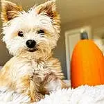 Dog, Carnivore, Companion dog, Dog breed, Toy Dog, Terrier, Working Animal, Small Terrier, Scottish Terrier, Furry friends, Dog Supply, Yorkipoo, Petal, Biewer Terrier, Non-sporting Group
