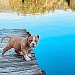 Water, Dog, Water Resources, Plant, Dog breed, Tree, Lake, Working Animal, Sky, Carnivore, Companion dog, Wood, Fawn, Bank, Collar, Natural Landscape, Leisure, Snout, Tail, Dog Collar