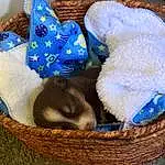 Felidae, Cat Bed, Carnivore, Small To Medium-sized Cats, Basket, Whiskers, Fawn, Cat Supply, Dog Bed, Comfort, Storage Basket, Cat, Luggage And Bags, Bag, Wicker, Furry friends, Stuffed Toy, Wool, Canidae, Electric Blue