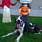 Dog, Dalmatian, Carnivore, Sports Equipment, Pumpkin, Grass, Dog breed, Plant, Calabaza, Fawn, Dog Supply, Companion dog, Chair, Snout, Dog Sports, Sports Toy, Sports Gear, Personal Protective Equipment