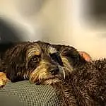 Dog, Dog breed, Carnivore, Companion dog, Wood, Snout, Liver, Comfort, Furry friends, Canidae, Working Animal, Terrier, Natural Material, Stichelhaar