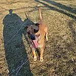 Dog, Dog breed, Carnivore, Road Surface, Grass, Asphalt, Fawn, Working Animal, Companion dog, Snout, Tints And Shades, Plant, Tail, Leash, Soil, Shadow, Canidae, Street dog, Pet Supply