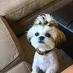 Dog, Dog breed, Carnivore, Liver, Companion dog, Working Animal, Toy Dog, Snout, Small Terrier, Terrier, Couch, Canidae, Furry friends, Shih-poo, Mal-shi, Maltepoo, Water Dog, Poodle Crossbreed, Puppy love