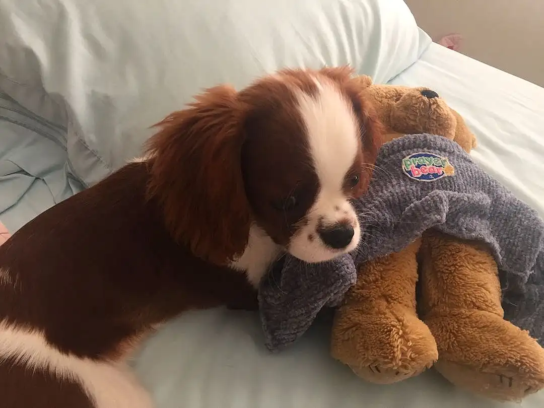 Dog, Toy, Liver, Carnivore, Dog breed, Cavalier King Charles Spaniel, Fawn, Companion dog, King Charles Spaniel, Snout, Spaniel, Comfort, Dog Supply, Toy Dog, Working Animal, Stuffed Toy, Furry friends, Pet Supply, Terrestrial Animal