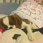 Dog, Furniture, Dog breed, Comfort, Carnivore, Liver, Toy, Companion dog, Working Animal, Fawn, Snout, Canidae, Room, Hardwood, Linens, Furry friends, Bedding, Stuffed Toy, Tail