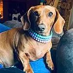 Dog, Blue, Carnivore, Dog breed, Pet Supply, Collar, Liver, Fawn, Companion dog, Whiskers, Dog Supply, Working Animal, Snout, Hound, Dog Collar, Smile, Canidae, Metal, Puppy