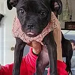Dog, Dog breed, Working Animal, Pink, Companion dog, Carnivore, Fawn, Red, Whiskers, Snout, Boston Terrier, Toy Dog, Canidae, Collar, Dog Collar, Terrestrial Animal, Molosser, Non-sporting Group, Furry friends