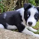 Dog, Plant, Carnivore, Herding Dog, Dog breed, Companion dog, Border Collie, Grass, Australian Collie, Terrestrial Animal, Working Animal, Canidae, Working Dog, Puppy