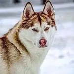 Dog, Eyes, Carnivore, Jaw, Dog breed, Sled Dog, Tree, Whiskers, Snout, Wolf, Snow, Plant, Furry friends, Collar, Art, Terrestrial Animal, Siberian Husky, Winter, Working Dog