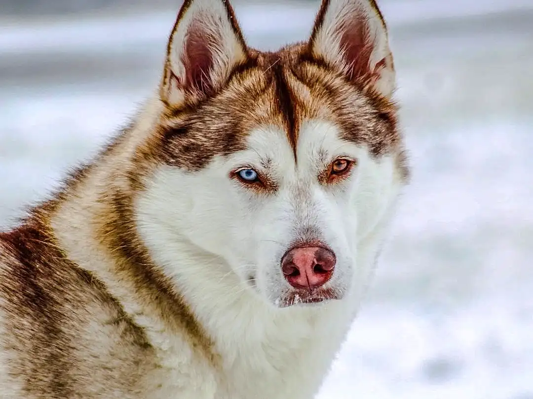 Dog, Eyes, Carnivore, Jaw, Dog breed, Sled Dog, Tree, Whiskers, Snout, Wolf, Snow, Plant, Furry friends, Collar, Art, Terrestrial Animal, Siberian Husky, Winter, Working Dog