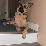 Brown, Dog, Wood, Dog breed, Carnivore, Fawn, Companion dog, Door, Hardwood, Working Animal, Toy Dog, Dog Supply, Home Door, Rectangle, Wood Stain, Stairs, Plywood