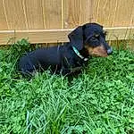 Dog, Carnivore, Plant, Grass, Dog Supply, Companion dog, Working Animal, Groundcover, Snout, Terrestrial Animal, Pet Supply, Dog breed, Tail, Canidae, Borador, Electric Blue, Working Dog, Hunting Dog, Puppy