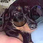 Glasses, Head, Hand, Dog, Vision Care, Goggles, Sunglasses, Dog breed, Carnivore, Eyewear, Gesture, Comfort, Companion dog, Fawn, Working Animal, Thigh, Snout, Nail, Thumb, Foot