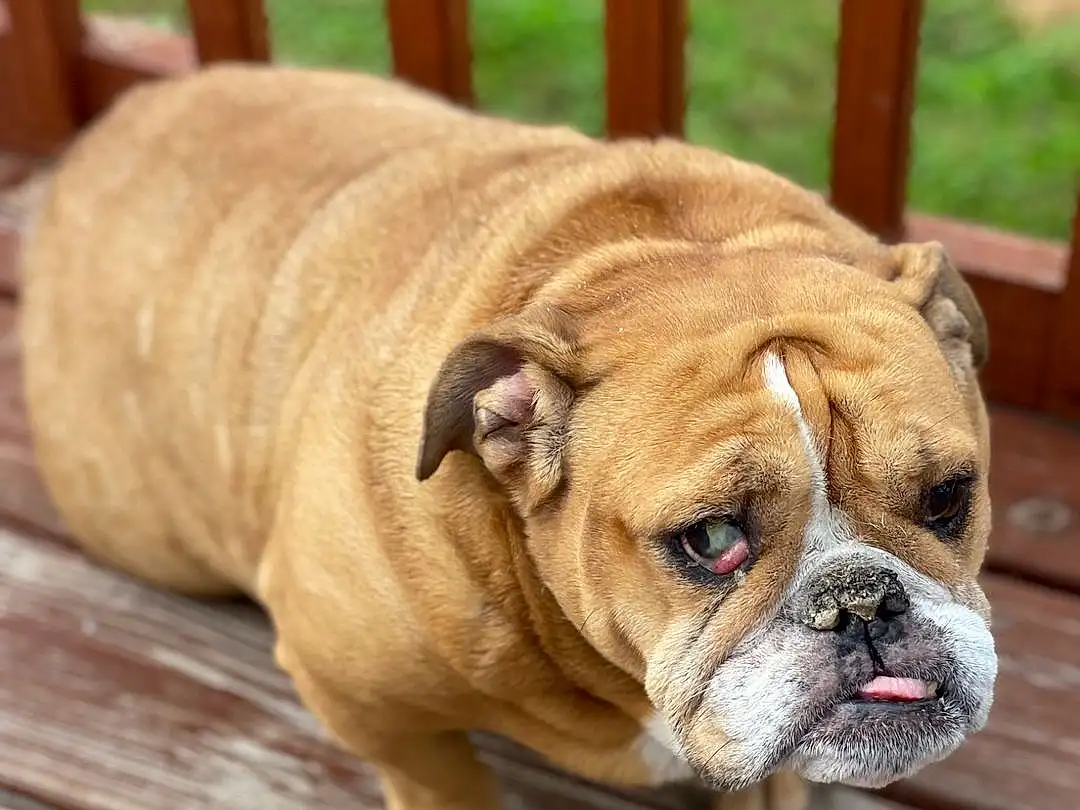 Dog, Bulldog, Dog breed, Carnivore, Companion dog, Fawn, Wrinkle, Wood, Snout, Canidae, Terrestrial Animal, Fence, Hardwood, Toy Dog, Working Animal, Puppy, Non-sporting Group, Biting