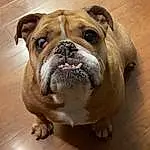 Dog, Bulldog, Carnivore, Dog breed, Fawn, Companion dog, Wrinkle, Wood, Snout, Luggage And Bags, Canidae, Terrestrial Animal, Backpack, Hardwood, Window, Working Dog, Working Animal, White English Bulldog