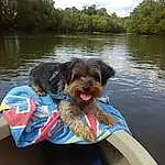 Water, Dog, Water Resources, Sky, Dog breed, Cloud, Carnivore, Lake, Working Animal, Tree, Watercourse, Companion dog, Collar, Leisure, Summer, Dog Supply, Water Dog, Travel
