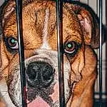 Dog, Carnivore, Dog breed, Pet Supply, Whiskers, Collar, Fawn, Companion dog, Snout, Mesh, Dog Supply, Dog Crate, Close-up, Window, Cage, Wire Fencing, Dog Collar