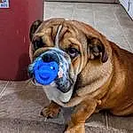 Dog, Carnivore, Dog breed, Fawn, Companion dog, Wrinkle, Snout, Bulldog, Working Animal, Electric Blue, Canidae, Collar, Shar Pei, Working Dog, Ancient Dog Breeds, Dog Collar, Non-sporting Group