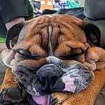 Dog, Dog breed, Carnivore, Comfort, Companion dog, Fawn, Wrinkle, Flower, Whiskers, Snout, Terrestrial Animal, Bulldog, Furry friends, Liver, Canidae, Human Leg, Foot, Working Animal, Nap